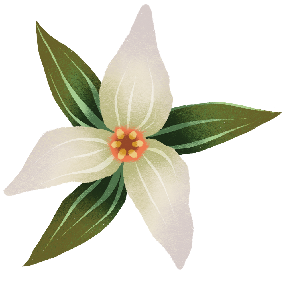 An illustration of a trillium plant