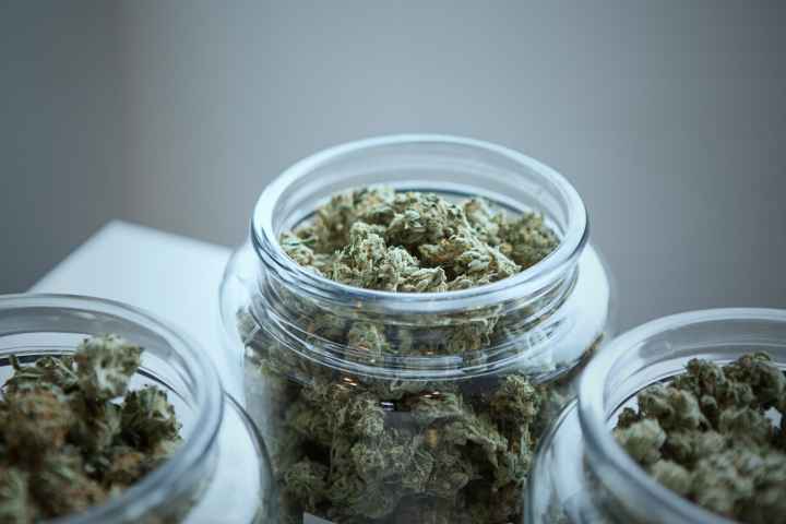 Dried marijuana in jars