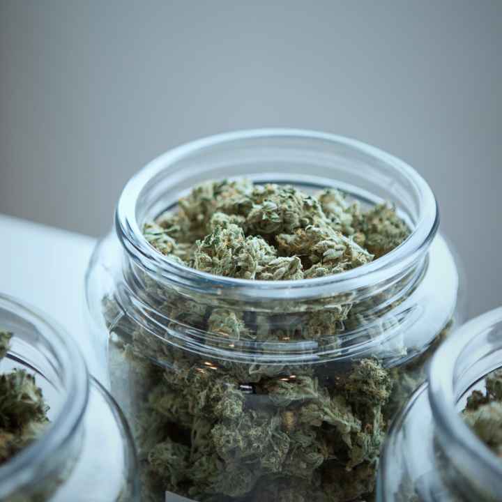 Dried marijuana in jars